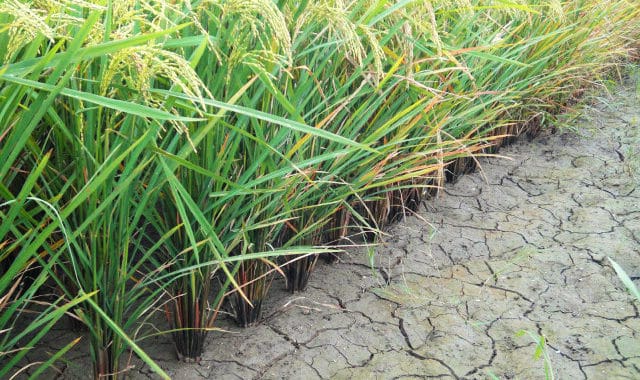 HAITI Rice Farmers and GATOR PUMP